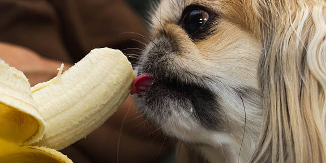 9 Frutas que cachorro pode comer