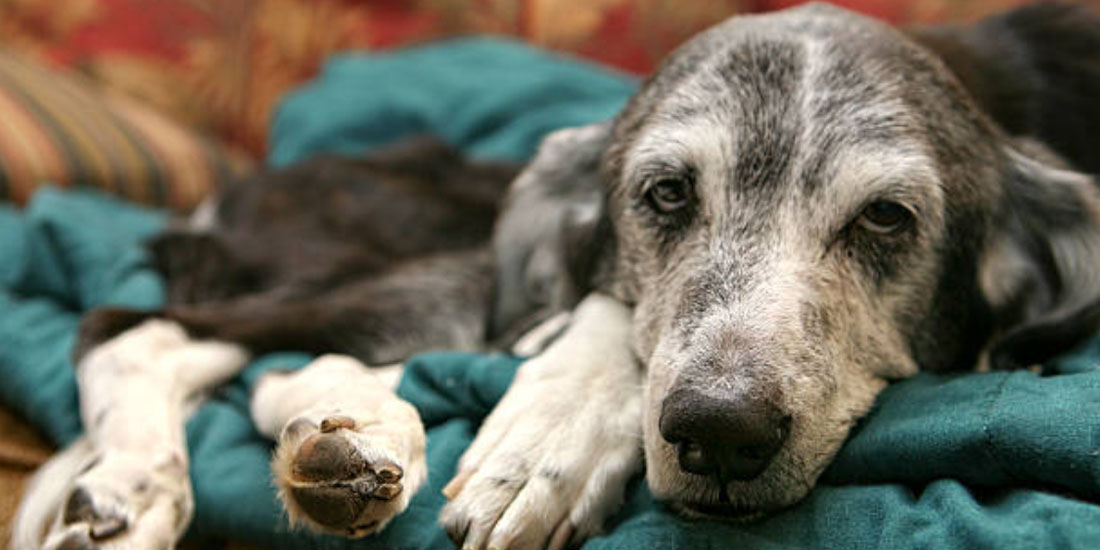 Dermatite Canina- o que e e como diagnosticar
