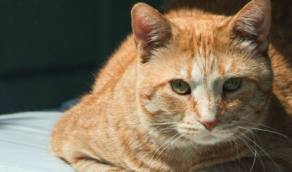 Jogo Bonito Do Gatinho Do Gato Persa Com Mamã Foto de Stock