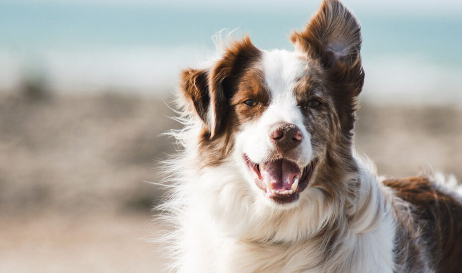 omega 3 para cachorro-porque e importante