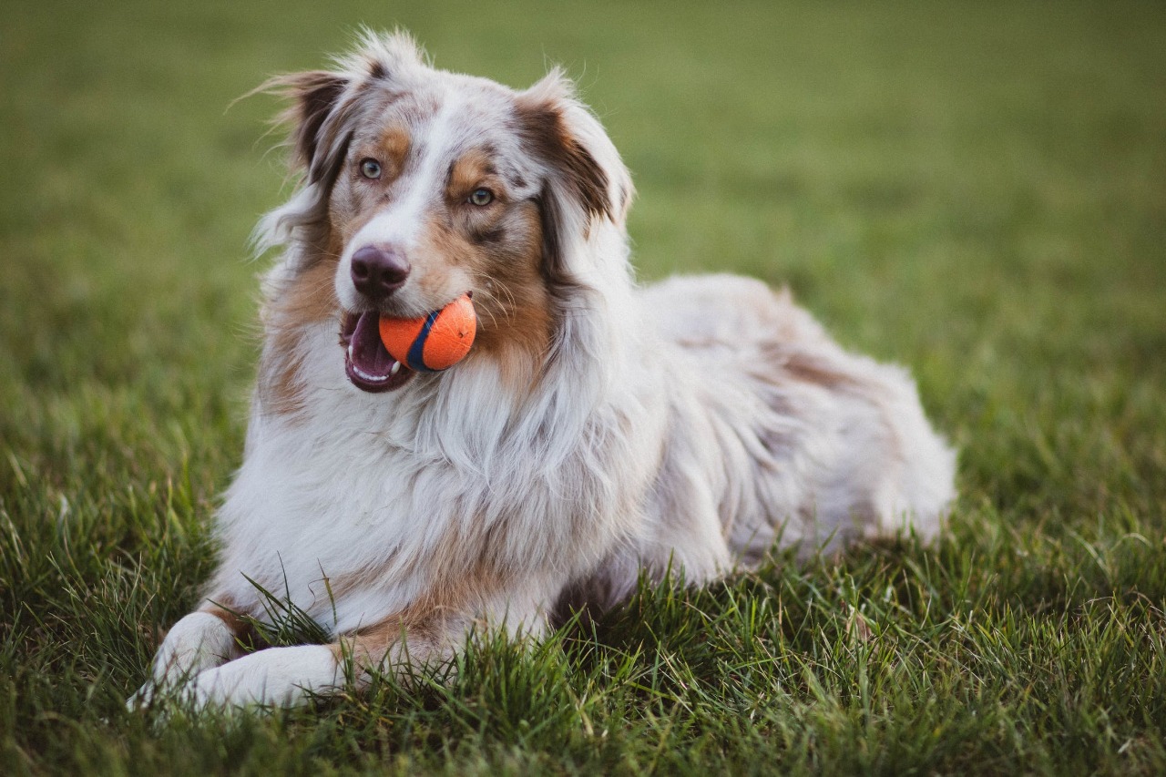 Brinquedos para cachorro e suas funcionalidades - Blog VETEX