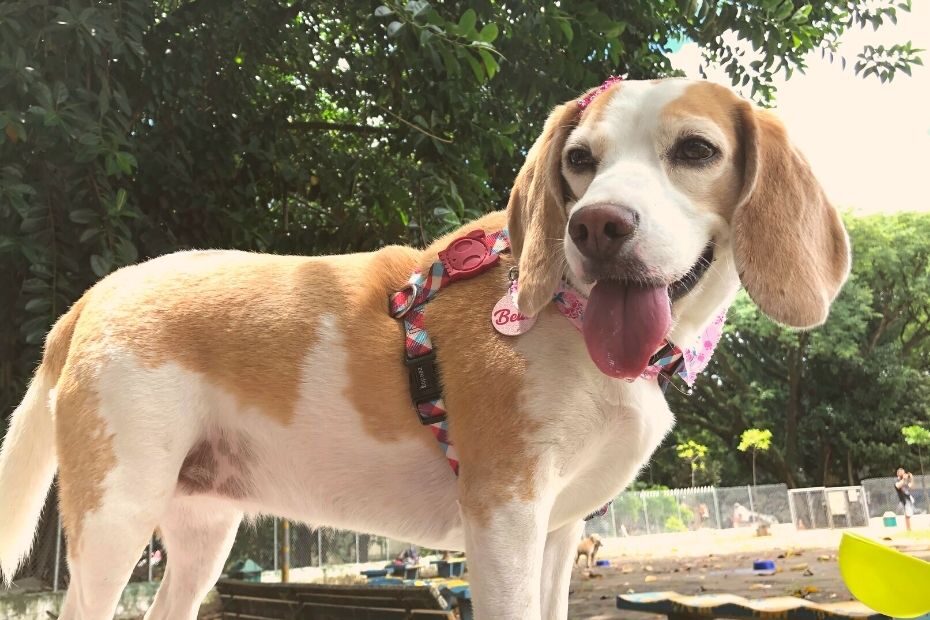 Todos os cachorros do presidente': conheça Champ, Major e outros cães (e  gatos) da Casa Branca - BBC News Brasil