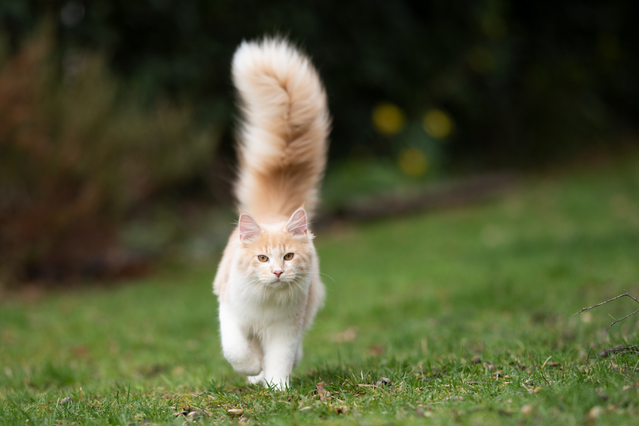 Gatos peludos: Conheça as raças e cuidados com eles! - Blog VETEX