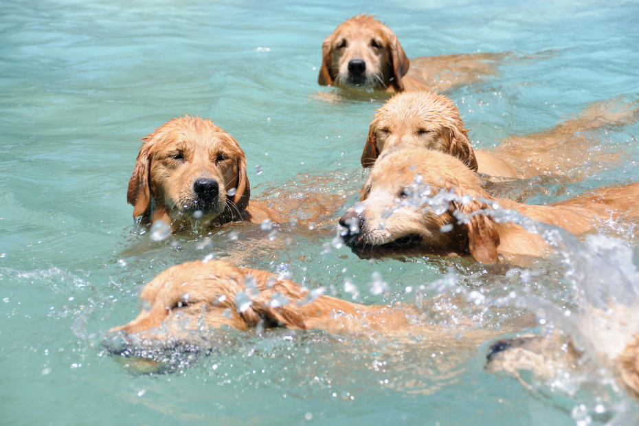 Como escolher hotelzinho para cachorro? - Blog VETEX