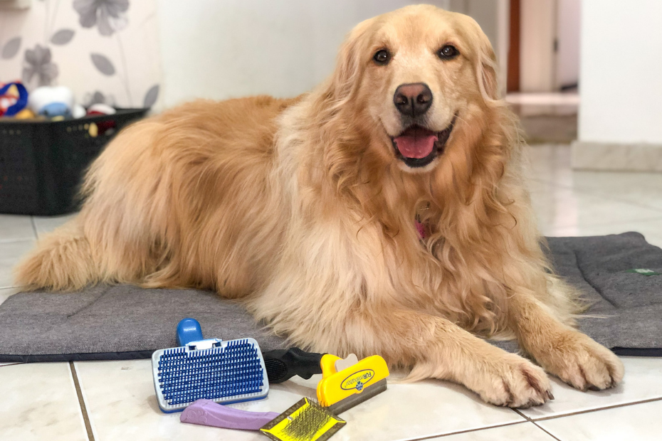 tipos de escova para cachorro - vetex - golden retriever