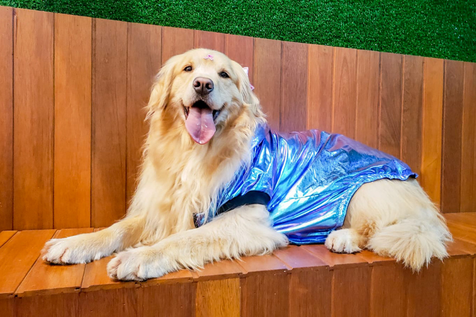 roupa para cachorro - vetex laboratorio veterinario