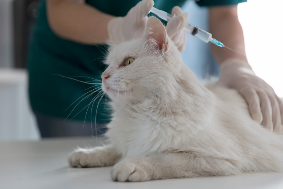 Vacinas para Gatos