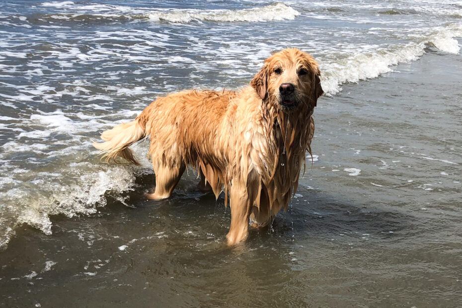 Cachorro na praia, pode? - Blog VETEX