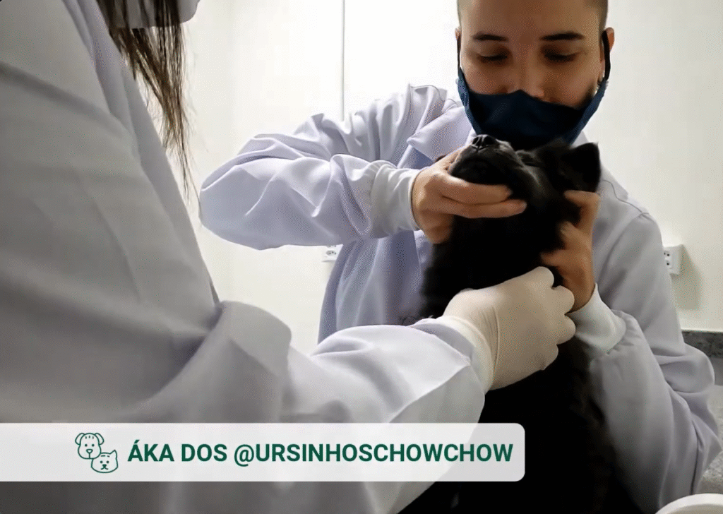 Aka Ursinhos Chowchow Check-up Pet e PCR para Hemoparasitoses em Filhotes_ Vetex_Laboratorio_Veterinario