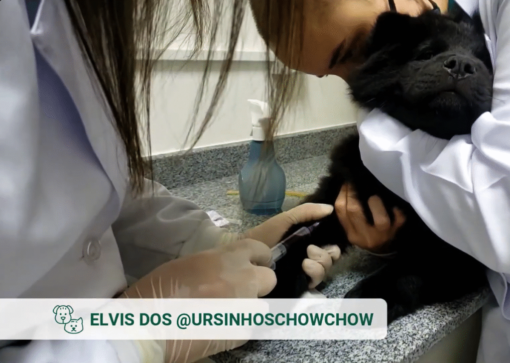 Elvis Ursinhos Chowchow Check-up Pet e PCR para Hemoparasitoses em Filhotes_ Vetex_Laboratorio_Veterinario