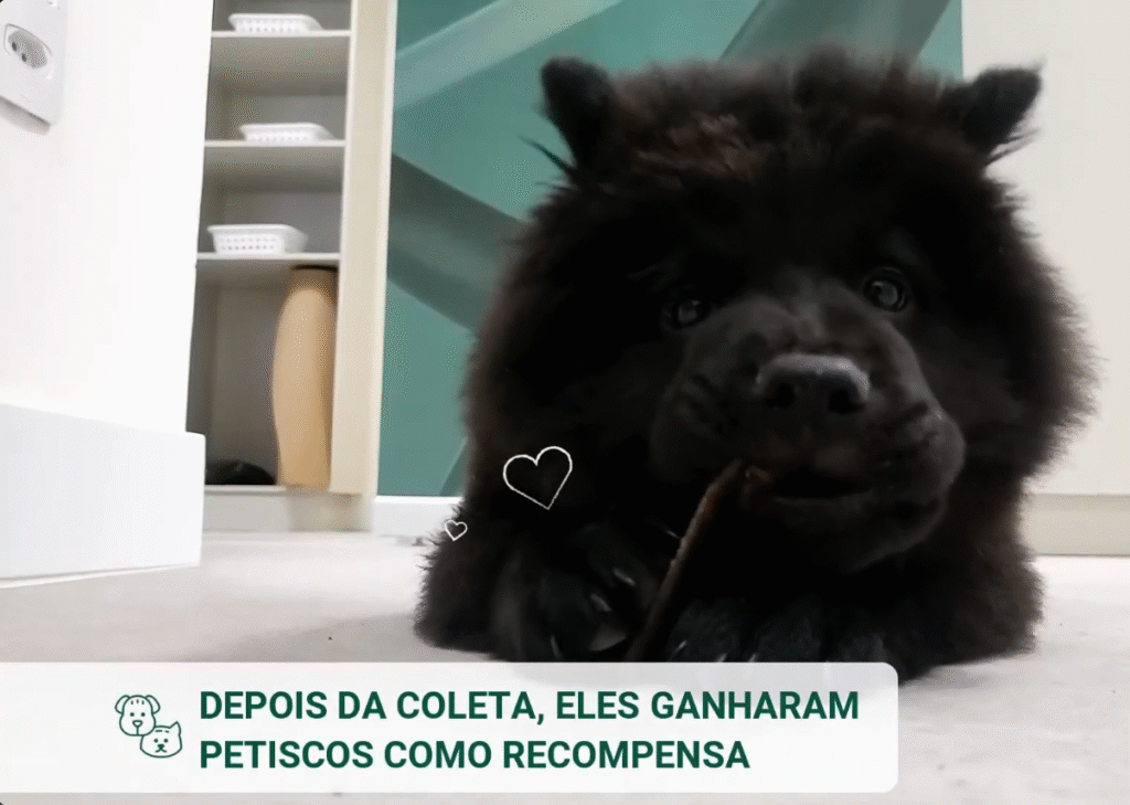 Elvis Ursinhos Chowchow brincando Check-up Pet e PCR para Hemoparasitoses em Filhotes_ Vetex_Laboratorio_Veterinario