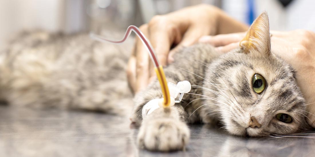 exame-categoria-banco-de-sangue-total-refrigerado-felino-laboratorio-veterinario-vetex