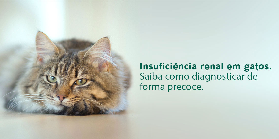 laboratorio-veterinario-vetex-tutor-pet-doenca-renal-em-gatos