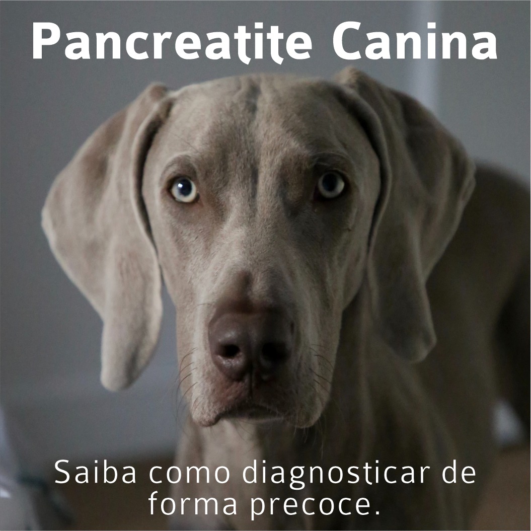 Pancreatite Canina. Como diagnosticar. - VETEX Laboratório Veterinário
