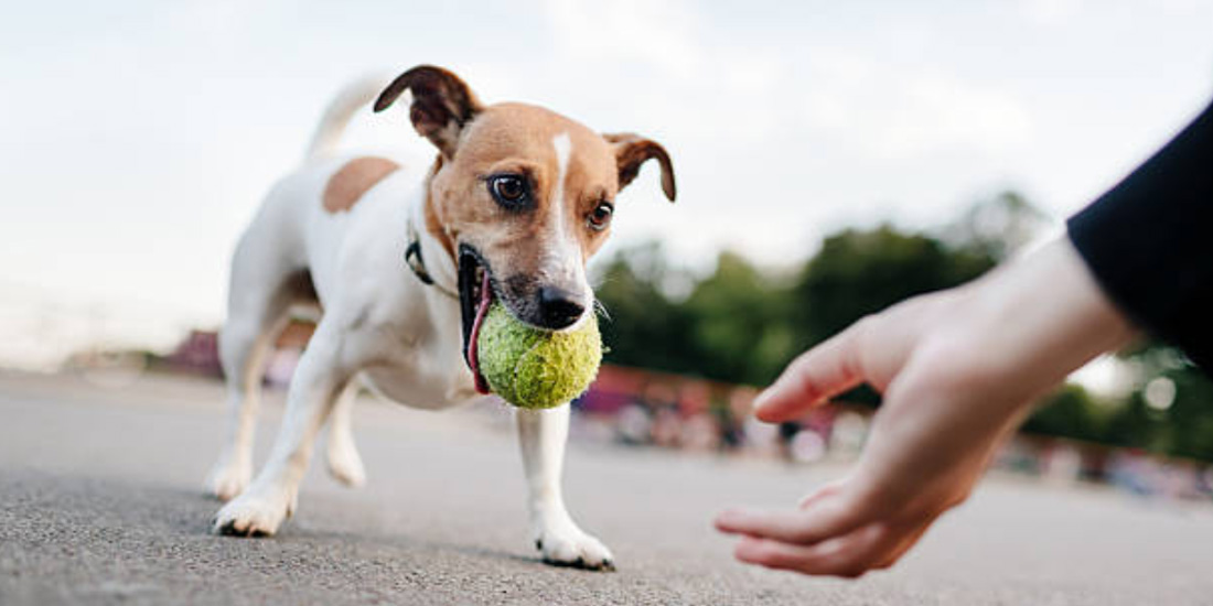 5 motivos para oferecer bolinha para cachorro