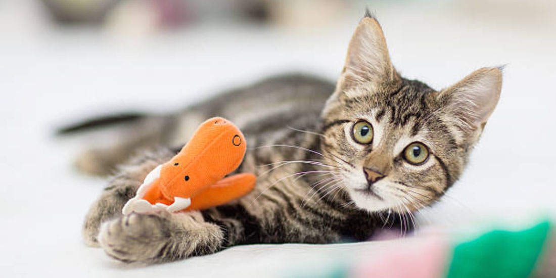 Brinquedos para gato- o que oferecer