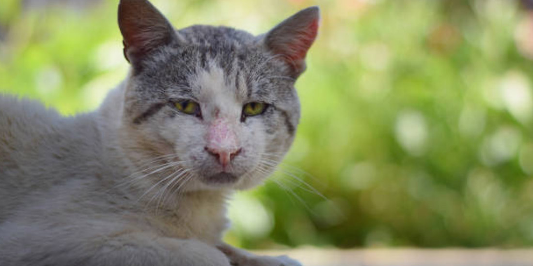 Esporotricose em gatos