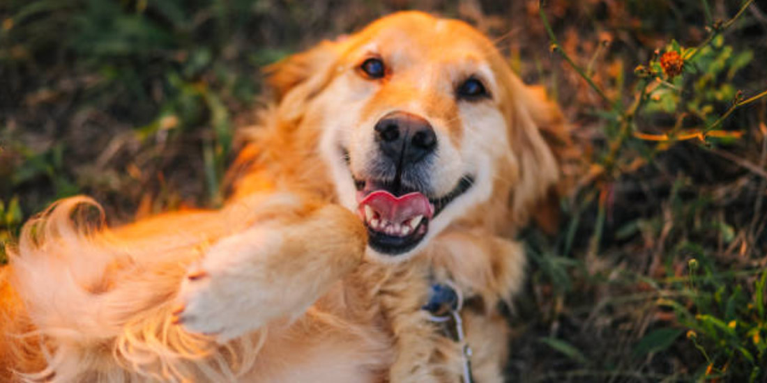 Golden retriever- caracteristicas e cuidados com a saude