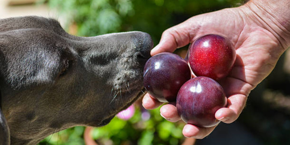 O que cachorro nao pode comer