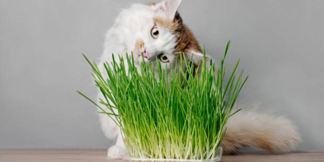 O que e catnip e para que serve