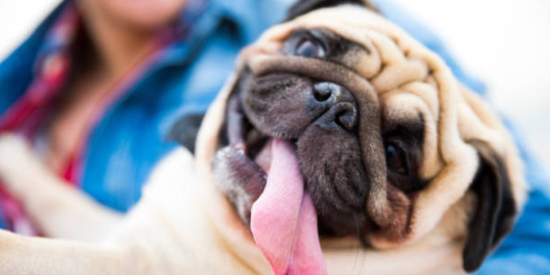 PUG- tudo sobre a raca