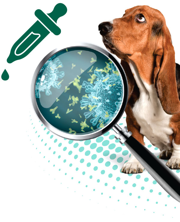 Rie-radioimuensaio-vetex-laboratorio-veterinario